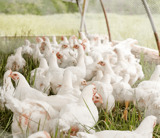 Serviços de consultoria