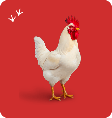 Embrapa 021 - Frango de corte