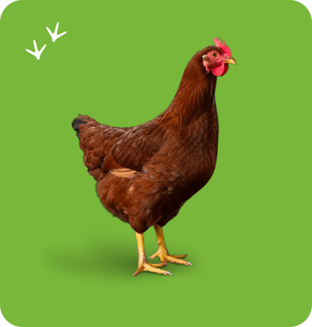 Embrapa 031 - Poedeira